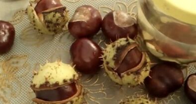 The use of chestnut of horses for the treatment of varicose veins