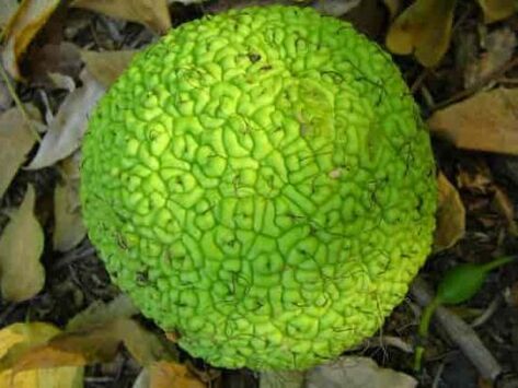 Adam's apple for the treatment of varicose veins.