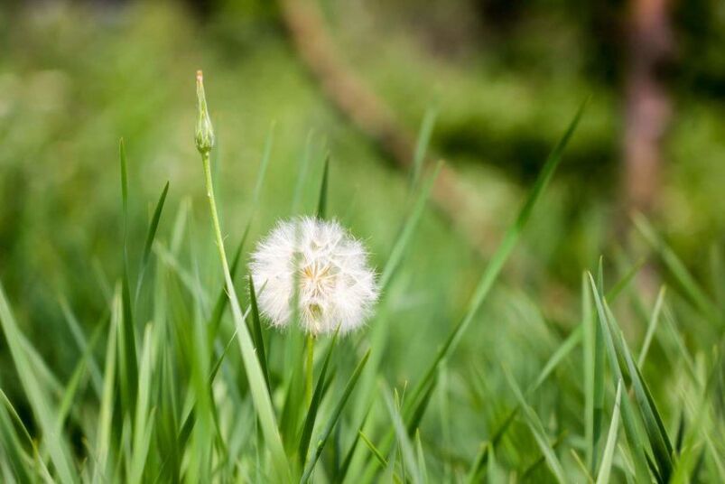 Dandelion a popular remedy for varicose veins